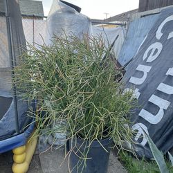 Pensil cactus  grande