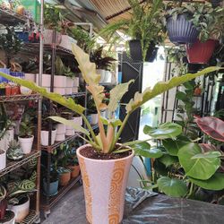 Ring Of Fire Variegated 