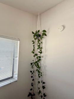 Golden Pothos Plant w/ Macrame Hanger