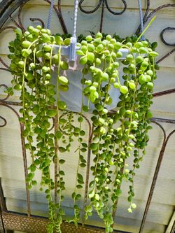 STRING OF PEARLS -Hanging Plant