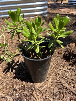 Jade Plant
