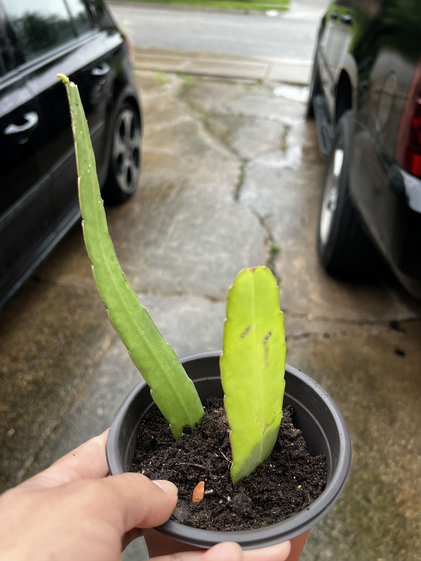 Cactus Orquídea / Epiphyllum Orchid