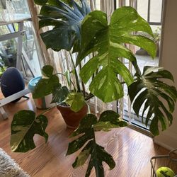 Big Thai Constellation Monstera