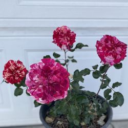 Rose Bush Plant, In 5 Gallons Pot Pick Up Only