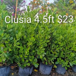 Clusia Privacy Hedge Plants Overgrown 7gl 4.5ft $23