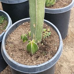Mexican Post Cactus