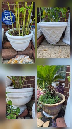 Concrete pots with plants