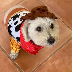 All Natural Dog Food And Bones