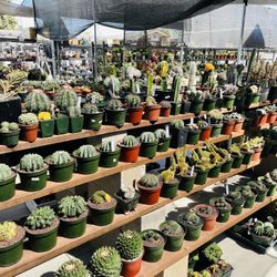 Walk-in Only On Sale Rare Imported Cactus And Succulents