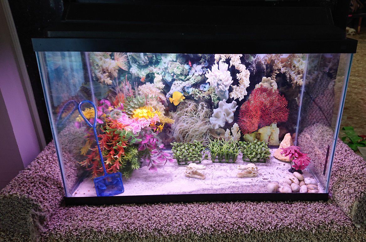 29 Gallon Tank Aquarium