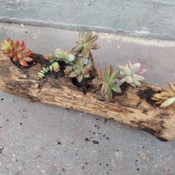 Driftwood Planter Succulent Arrangement Decoration