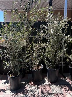 Olive trees