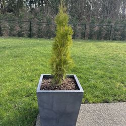 Emerald Green Arborvitae With Pot