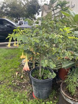  Planta De Pata De Vaca   Medicinal En Maceta De 15 Galones 
