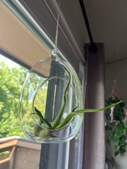 Hanging Glass Terrarium
