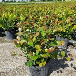 Cocoplum Hedges Plant 🪴 3gal 