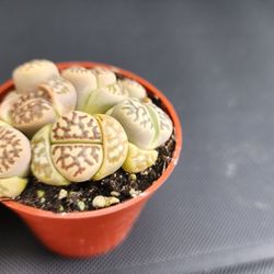 LITHOPS AND SUCCULENT   SKYLINE SUCCULENTS  OF SAN LORENZO