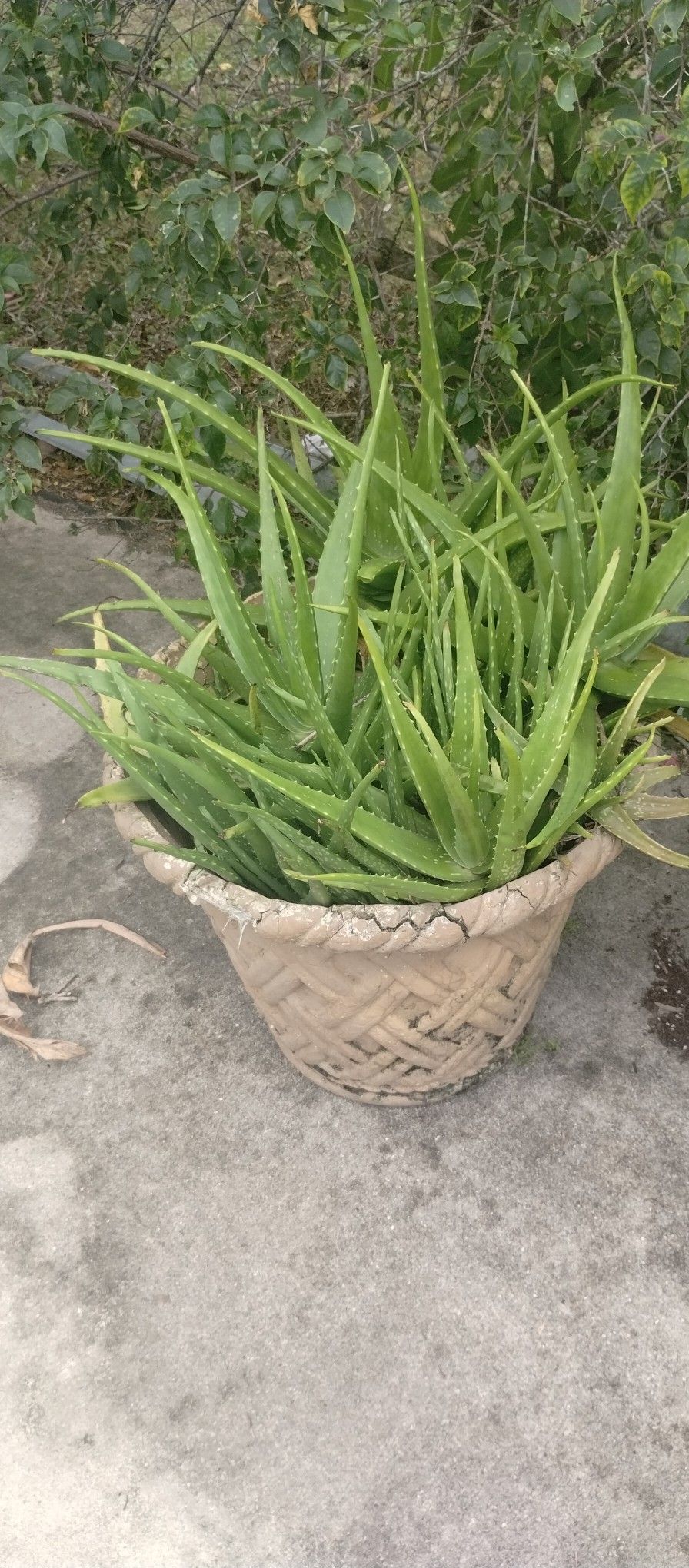 Aloe Pot Heavy 