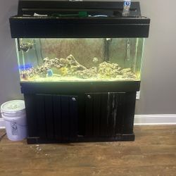 Salt Water Fish Tank !