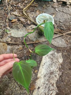 Philodendron plant trade/ sale