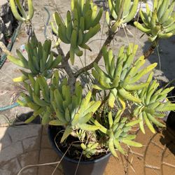 $40 Planta Suculenta