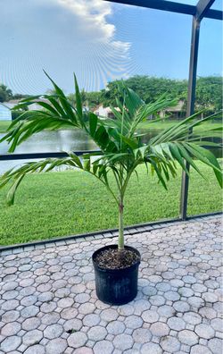 christmas palm adonidia merrillii (7 gallon)