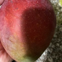 Large Mangoes 