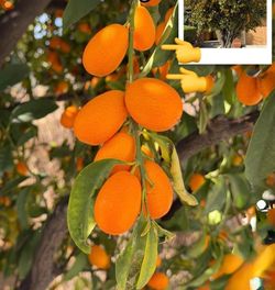 Nagami Kumquat Fruit Trees / Árboles De Naranjas Pequeñas $45 each