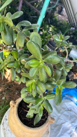 Planta jade