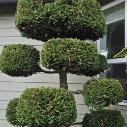 Trees, you dig. $150 for All 3. 