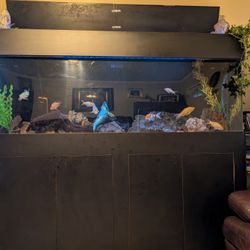 Fish Tank 120 Gallon Aquarium 