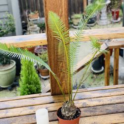 Live indoor Dioon Edule plant in a plastic planter nursery pot—firm price