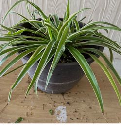 Planta natural $$10