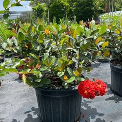 ❤️ Plant: Ixora Maui Red