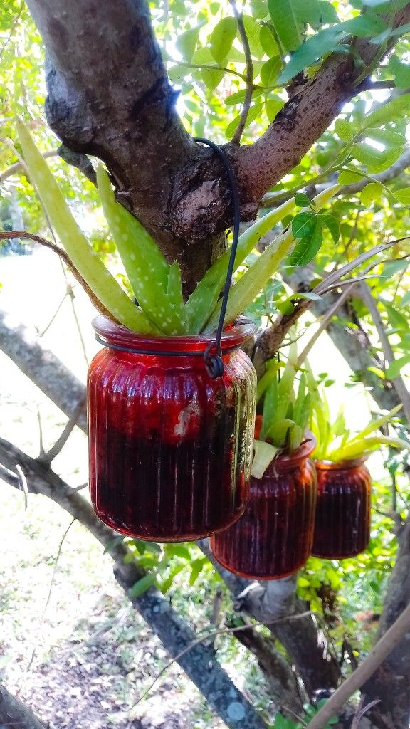 3 Aloe Vera Succulent Plants