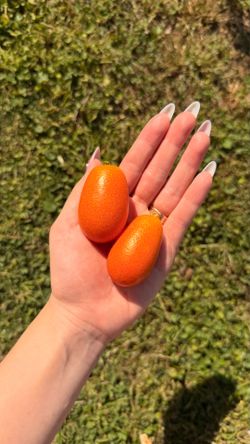 Organic Kumquats FRESH
