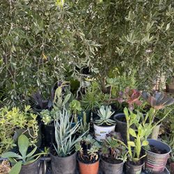 Bondle Plants for Garden 