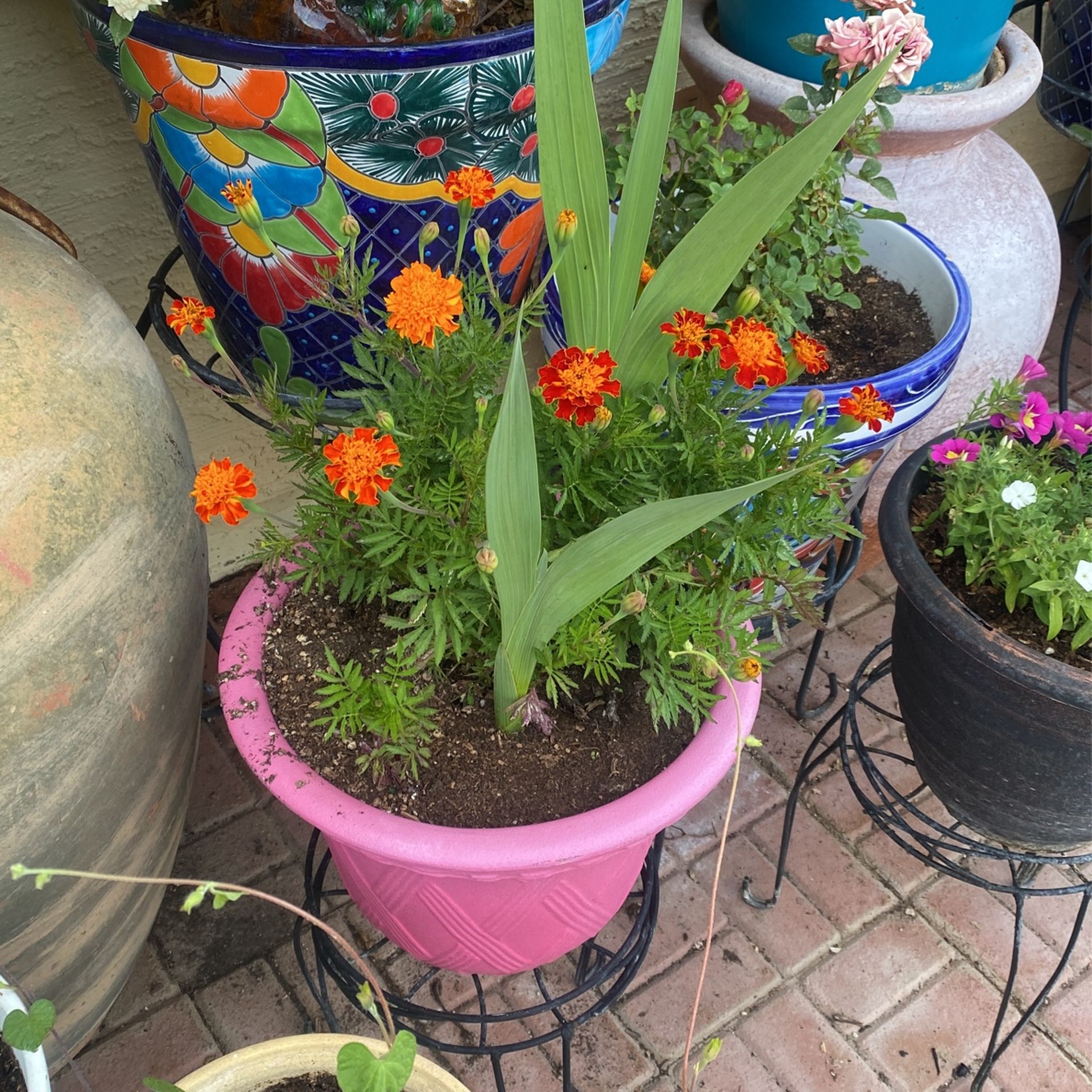 Gloadias And Claveles Amarillos