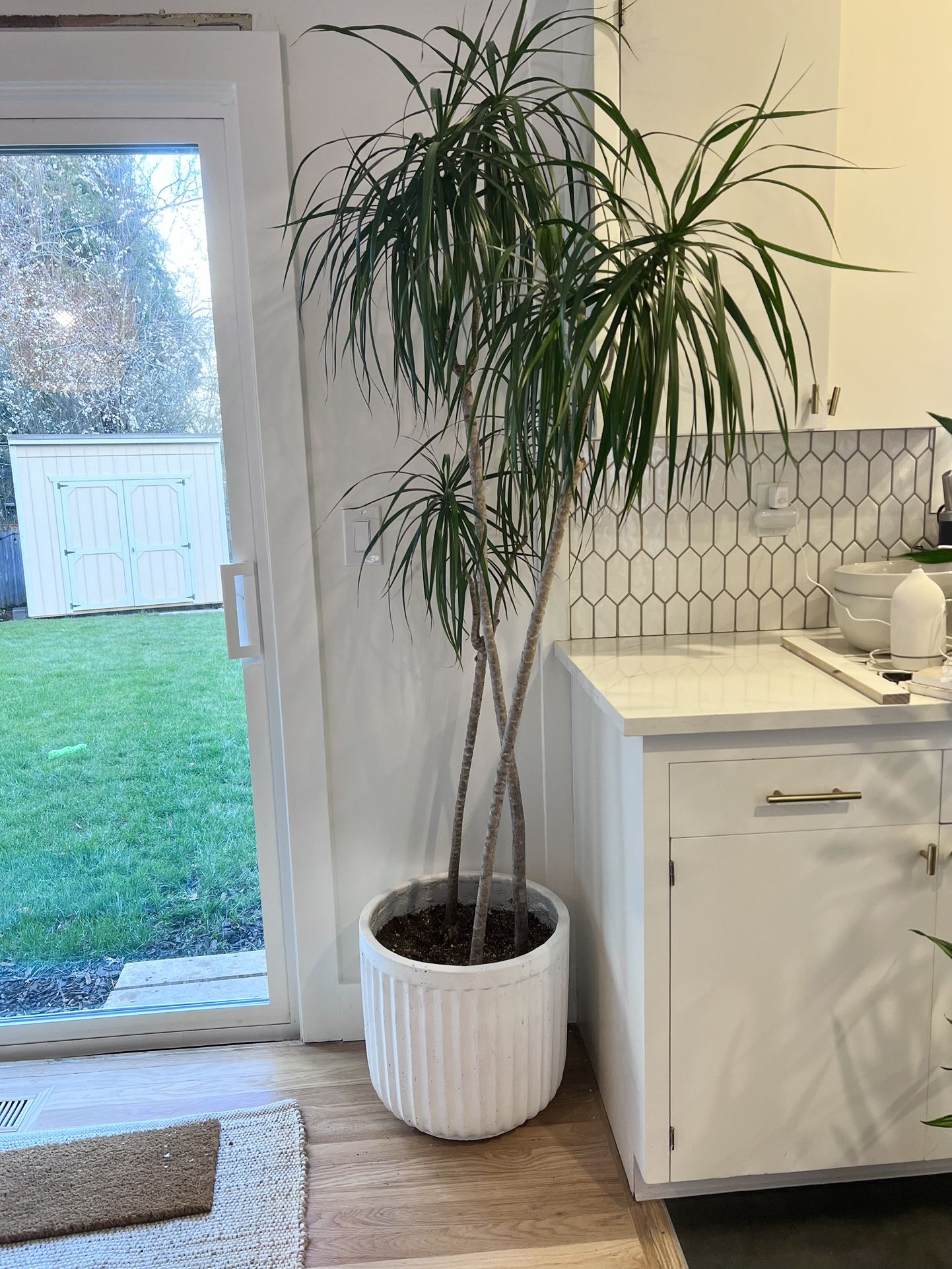 Dracaena marginata (dragon tree) With Pot