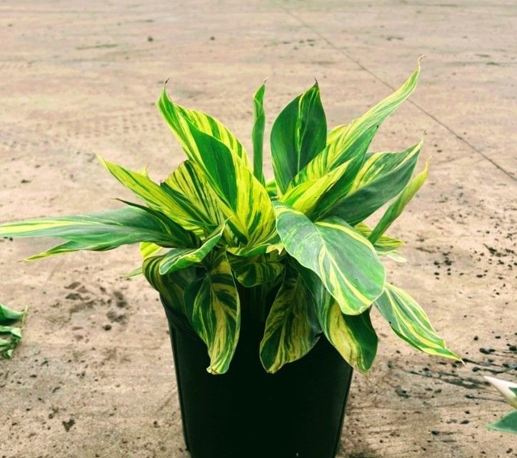 Ginger Variegated Plants