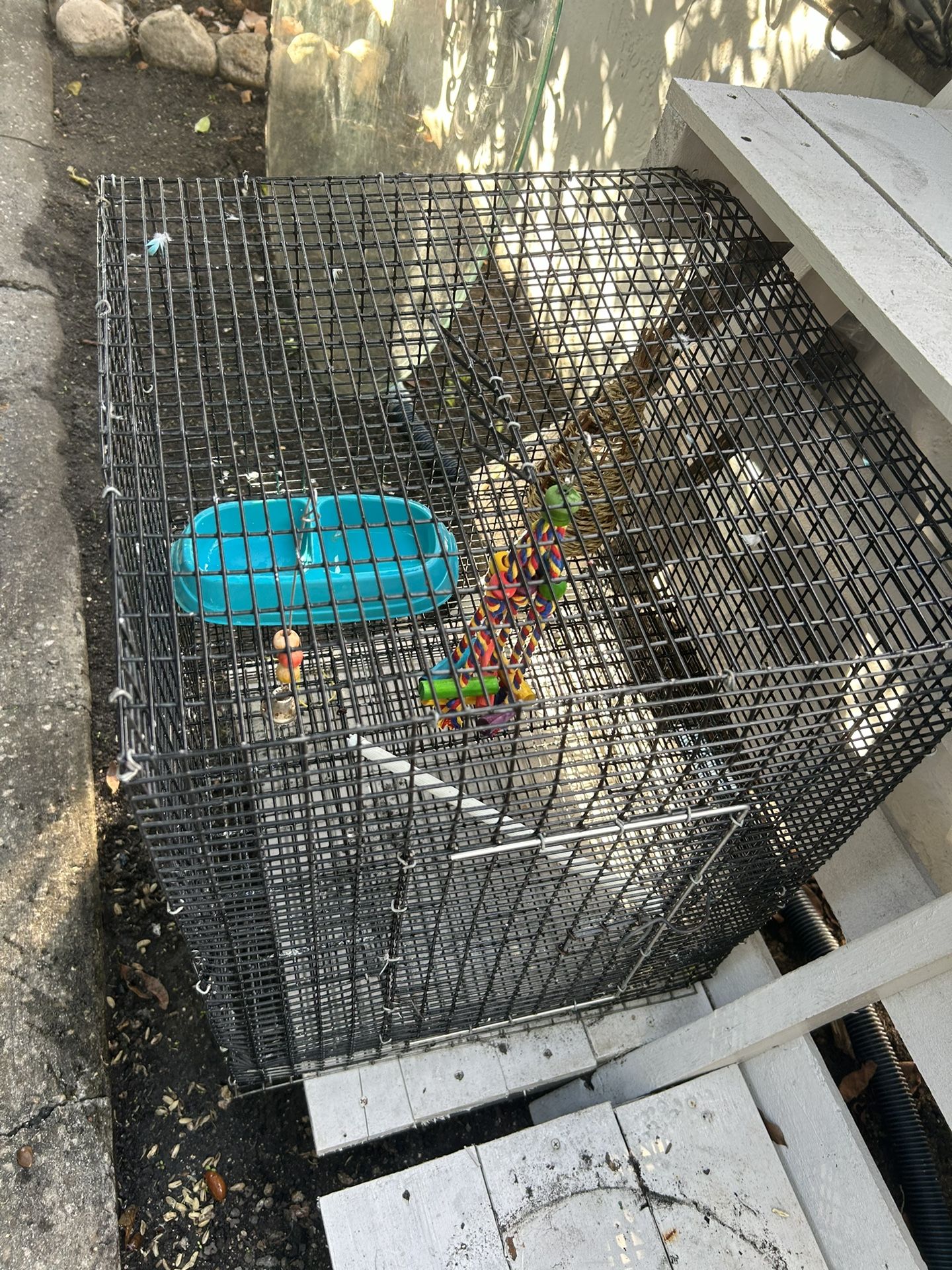 Bird Cage