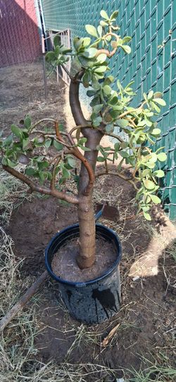 Jade plant