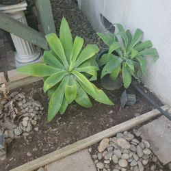 Plants 20 Each