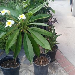 Planta De Plumaria