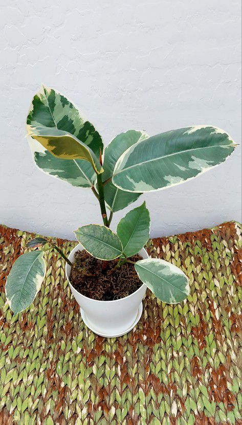 Living Plant 🌱20"H Rubber Tree on 6"H White Pot with Tray ::: Indoor