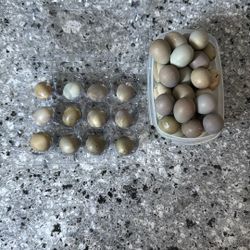 Button Quail Eggs 