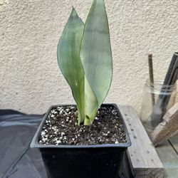 Moonshine Snake Plant