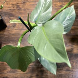 Philodendron Silver Sword Plant Cuttings (pls Read Description Below)