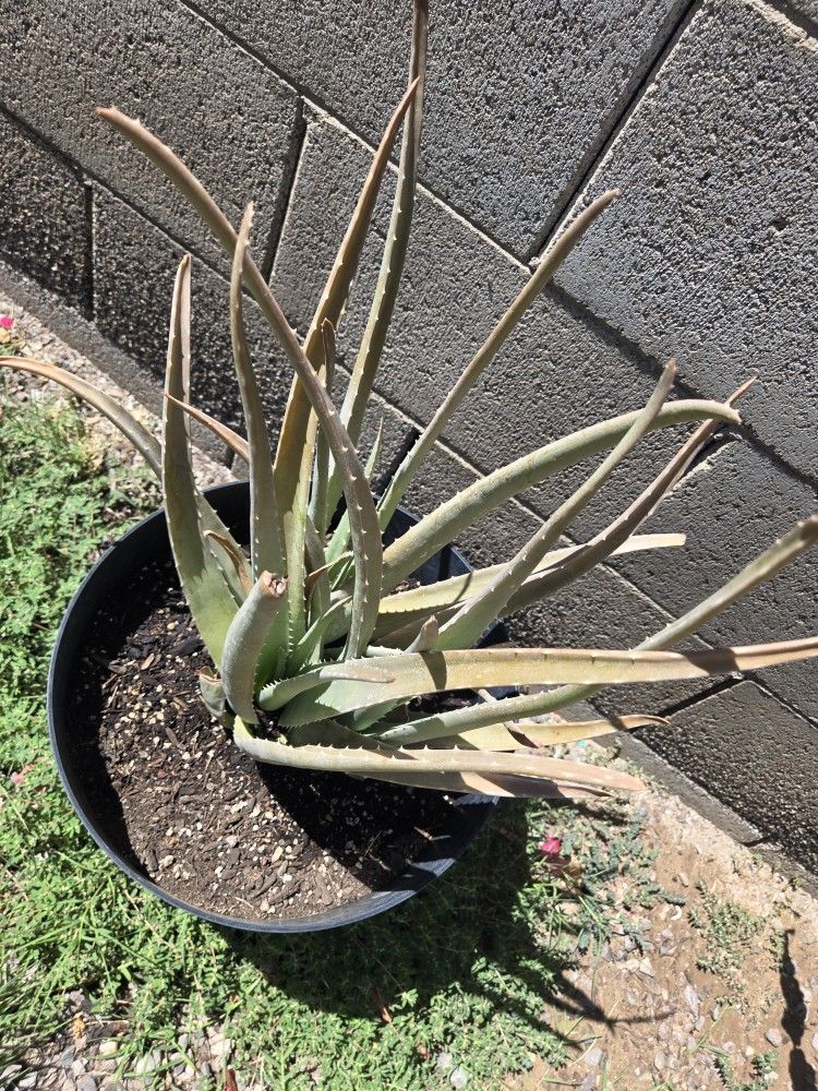Aloe Vera