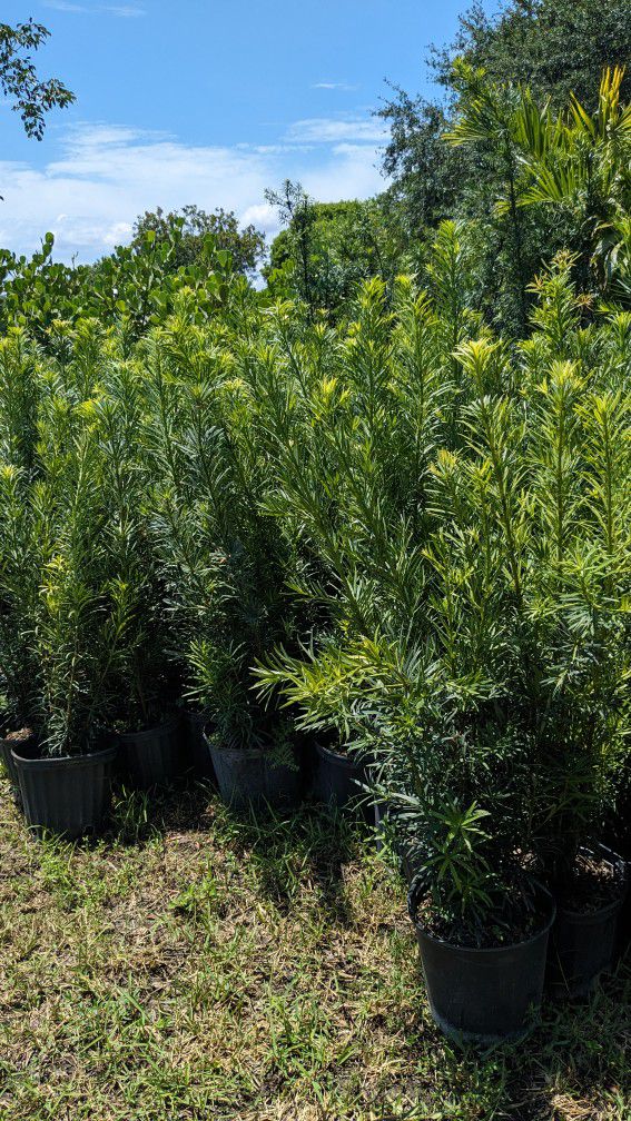 Podocarpus Over 3 Feet  Tall Instant Privacy Hedge Full Green Fertilize Wide Ready For Planting Same Day Transportation